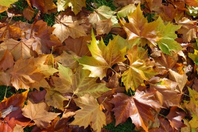 Platanus x hispanica (acerifolia) - platan javorolistý - podzimní listí (74)